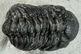 Bargain, Austerops Trilobite - Ofaten, Morocco #287546-3